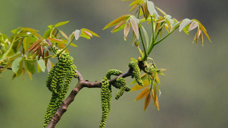核桃花