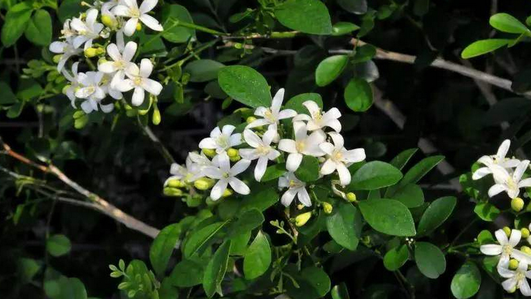 千里香花