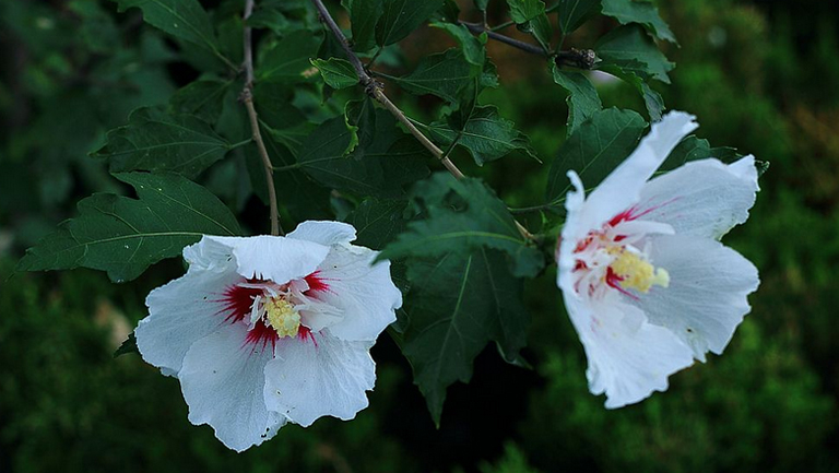 白木槿花