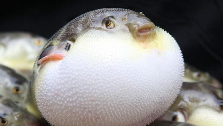 河豚鱼