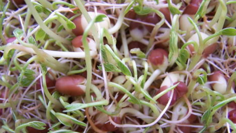 红豆芽