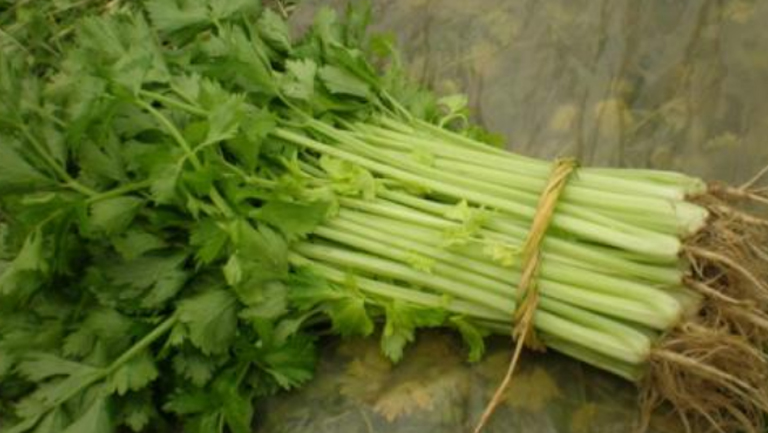 药芹菜根