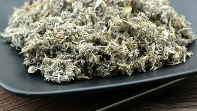 绵茵陈
