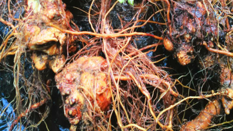 野荞麦根