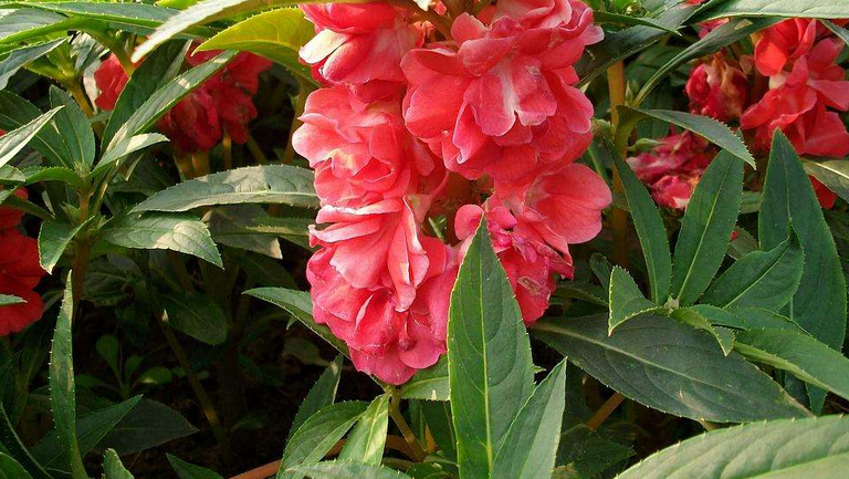 指甲草花