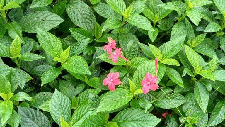 薄荷花