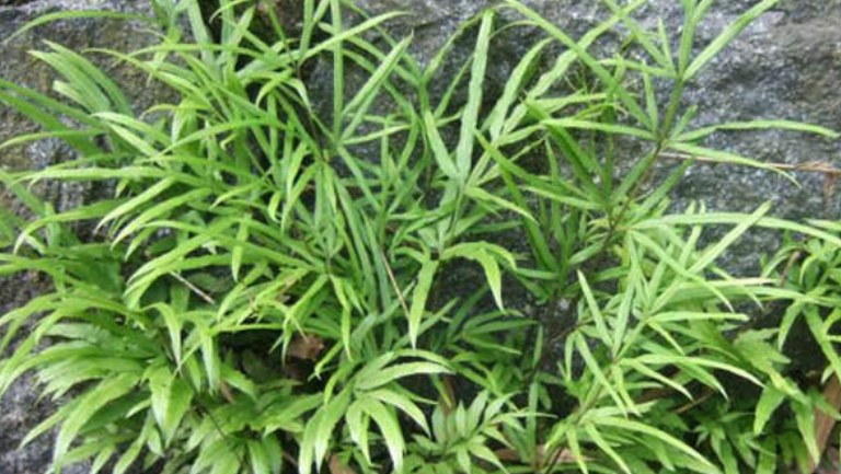 鸡爪草