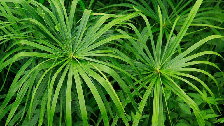 风车草
