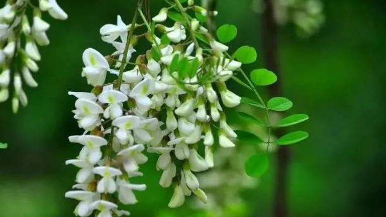 生槐花