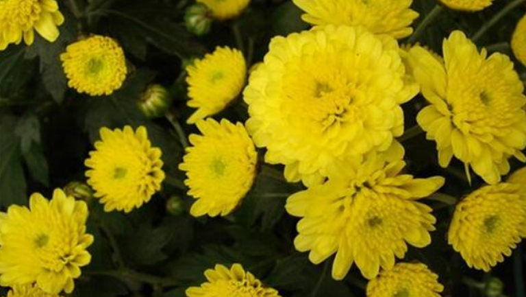 黄菊花