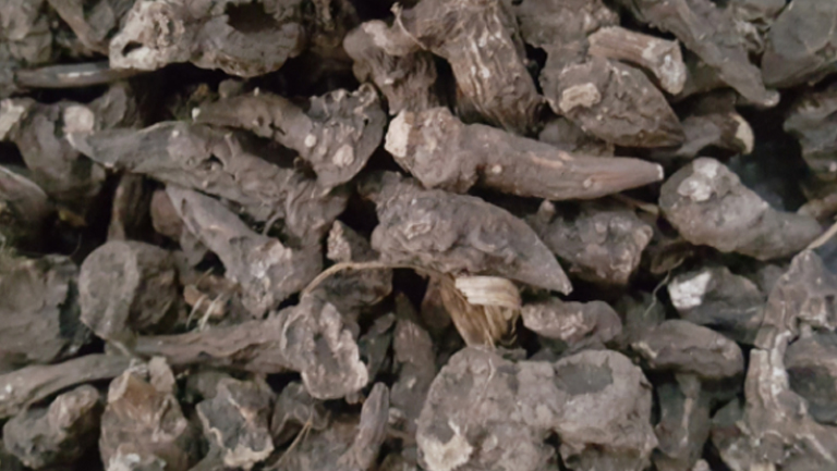 草乌
