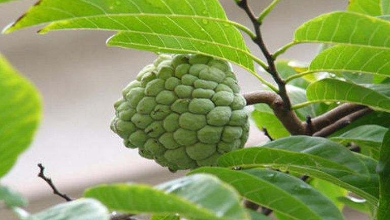 番鬼荔枝