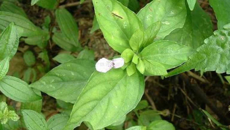 狗肝菜