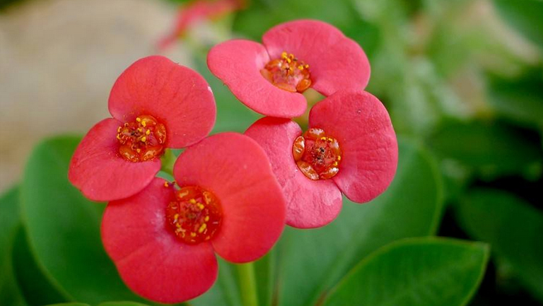 刺梅花