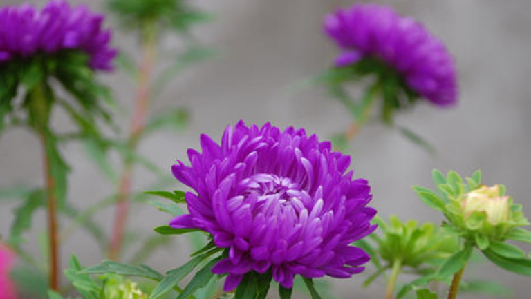 紫菊花草