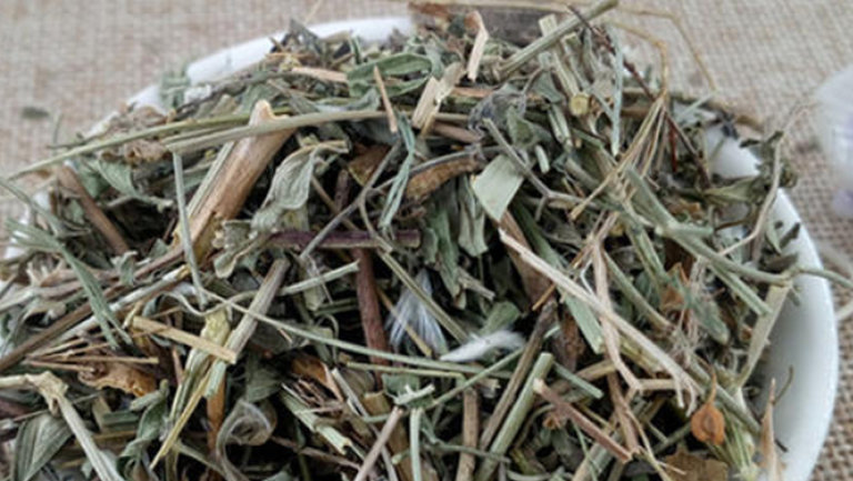珍珠透骨草