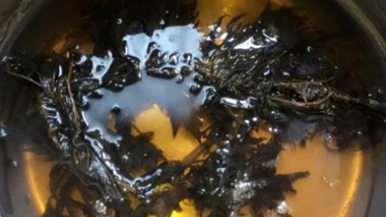 陈艾熬水