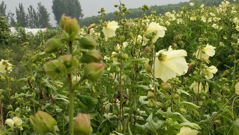 金花葵茎叶