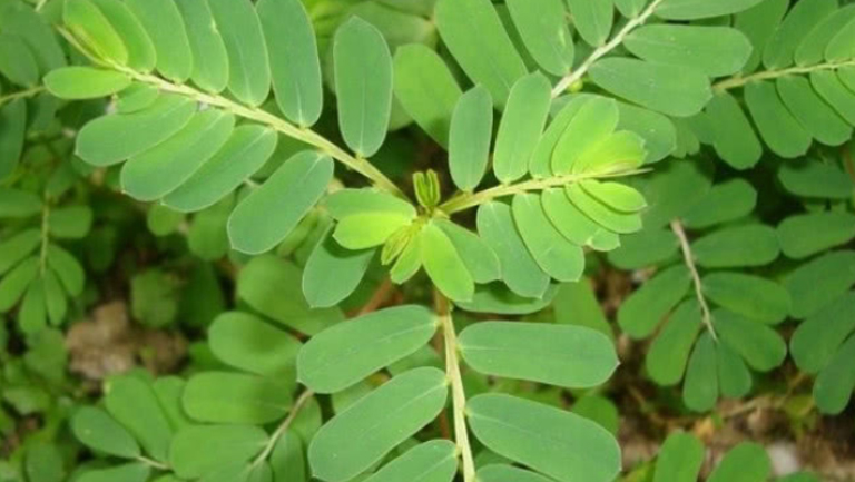 夜合草