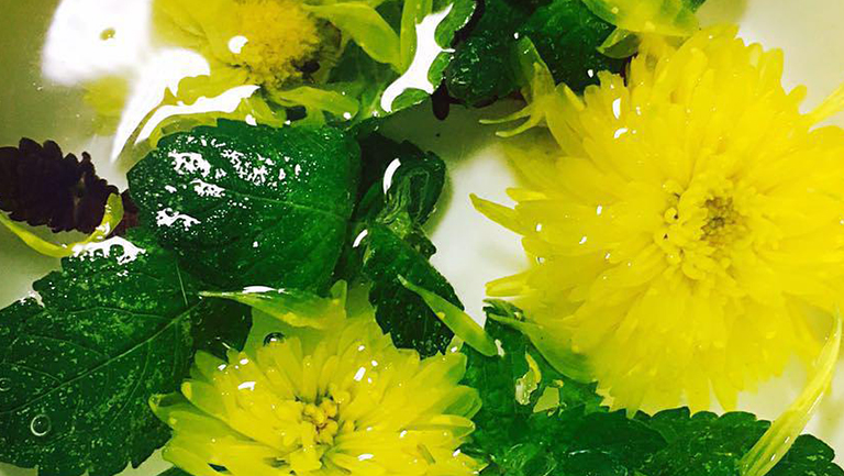 紫苏叶和菊花泡水喝