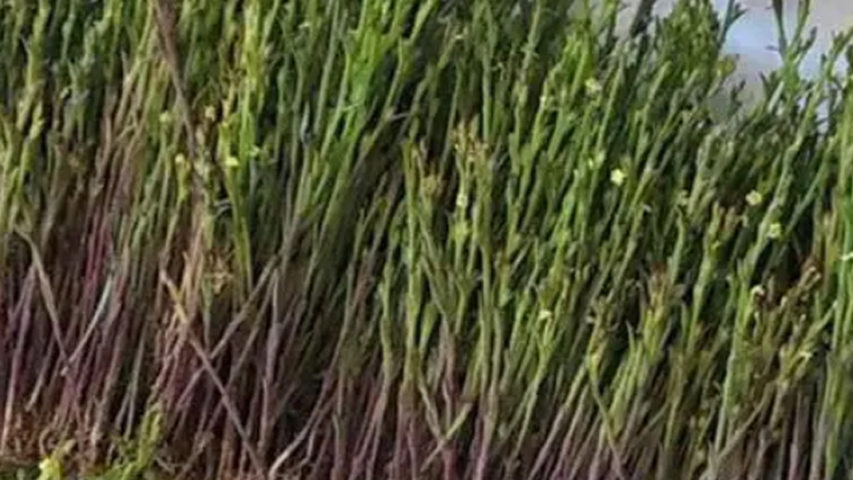 独角金草