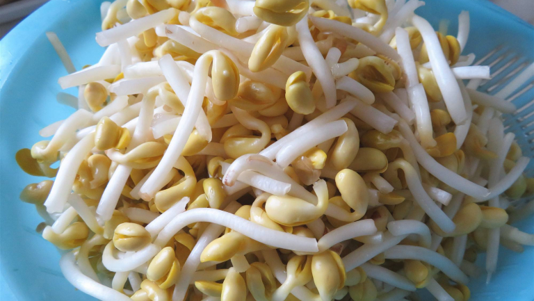 黄豆芽