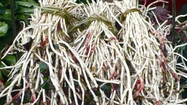 白草根