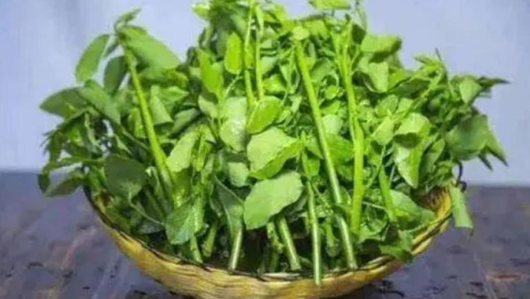 树仔菜