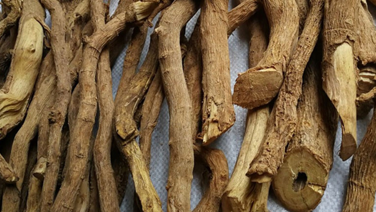 黄根