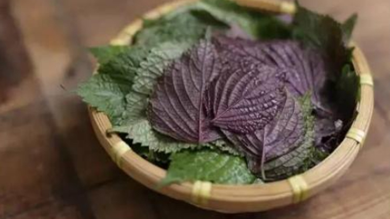紫苏菜