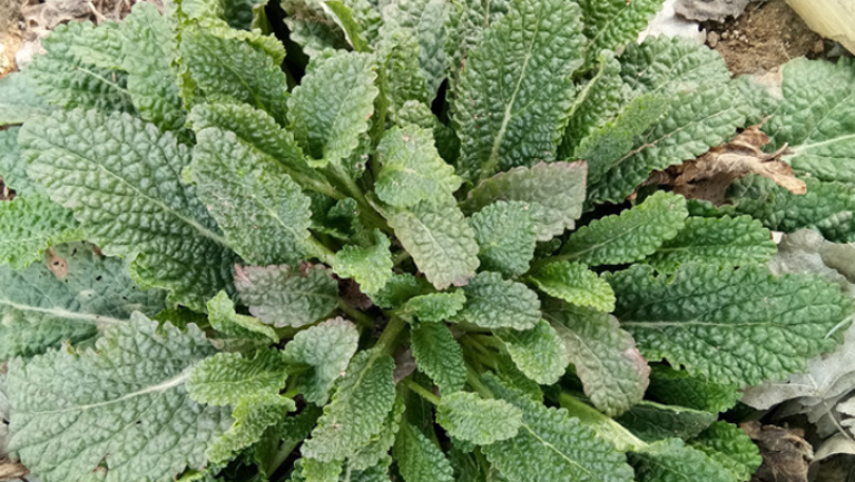 青蛙草