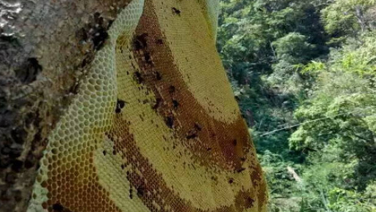 野蜂巢