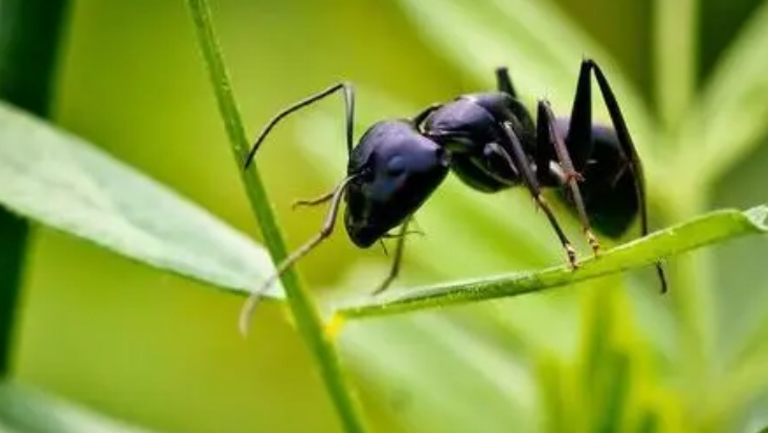 拟黑多刺蚁