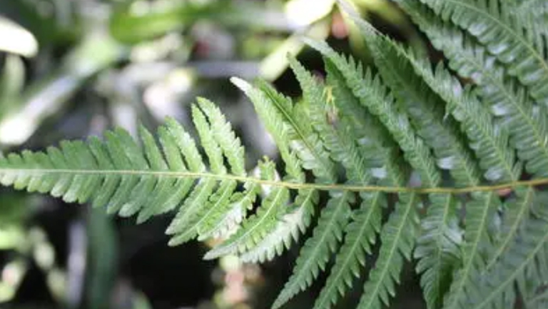 桫椤