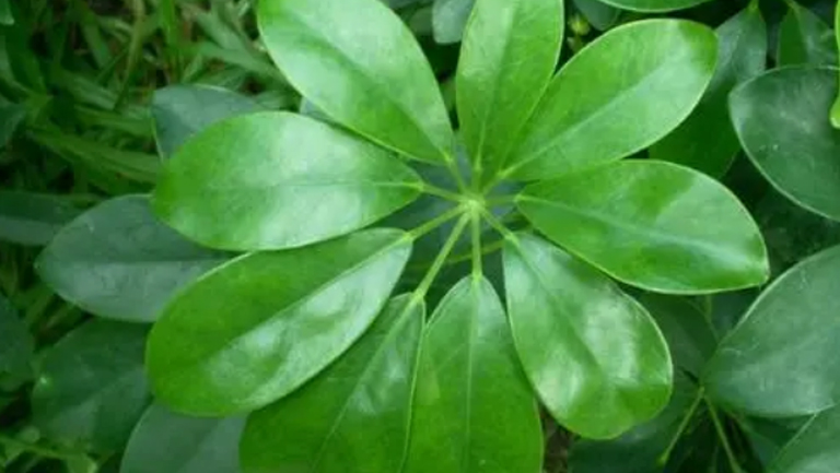 鹅掌柴