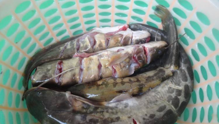 鲶鱼