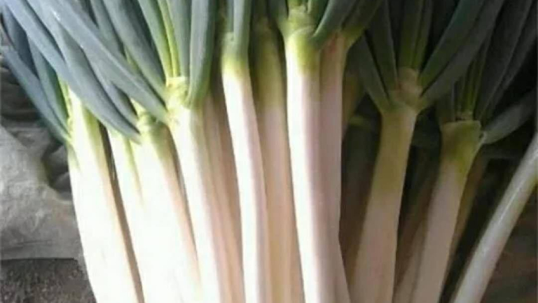 葱