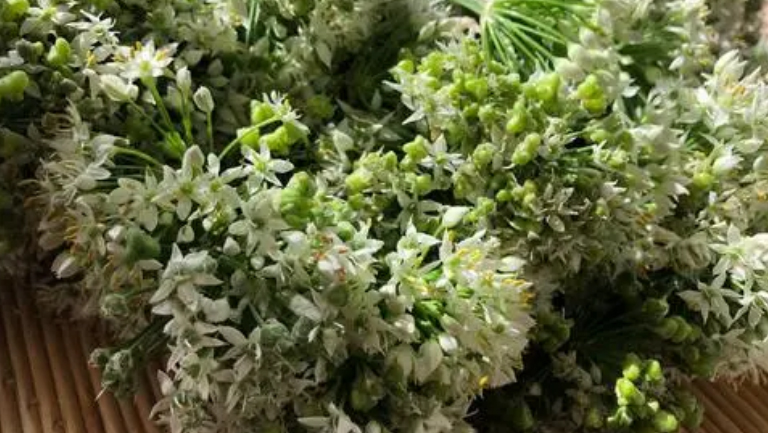 鲜韭菜花