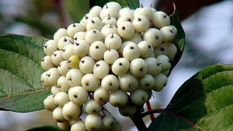 珍珠果