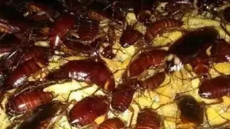 美洲大蠊