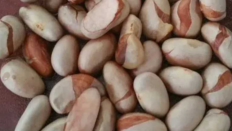菠萝蜜籽