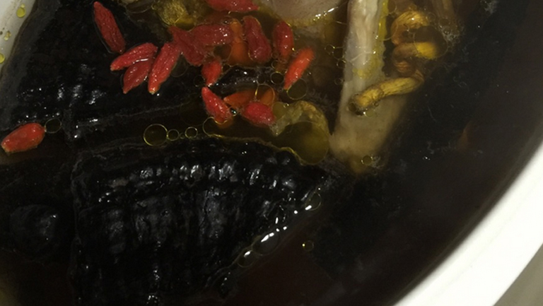 鸽子煲灵芝