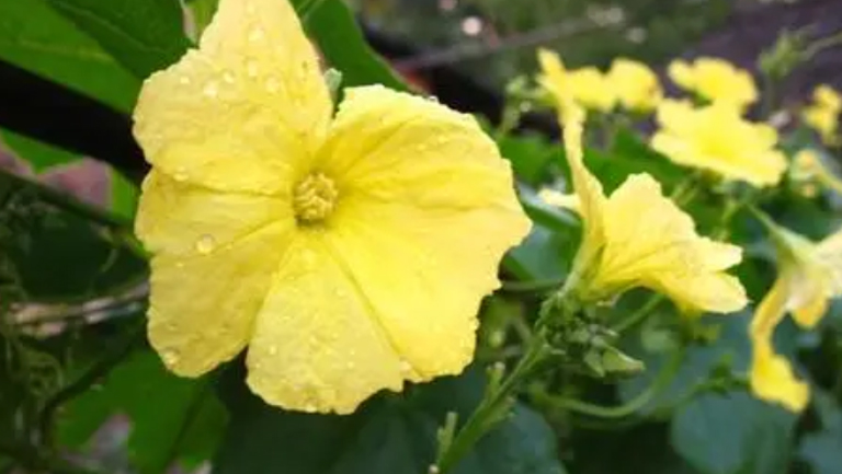 丝瓜花泡水