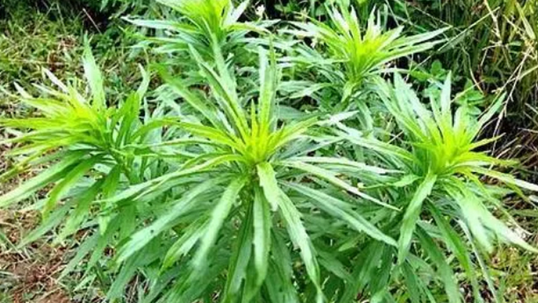 小蓬草