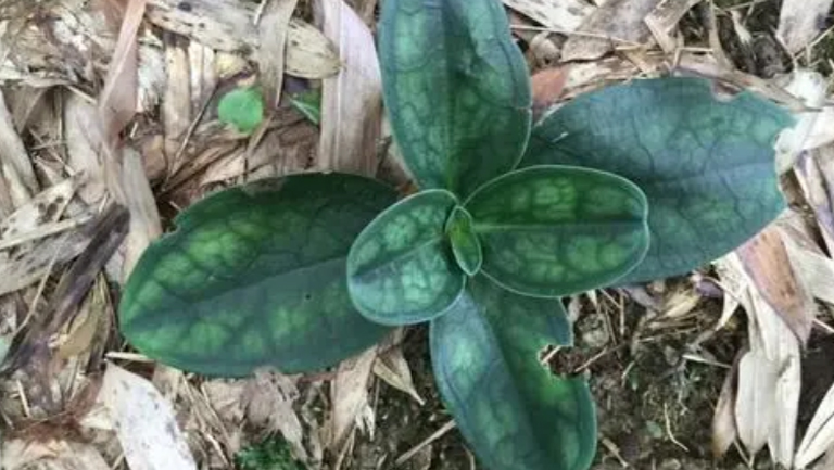 肺形草