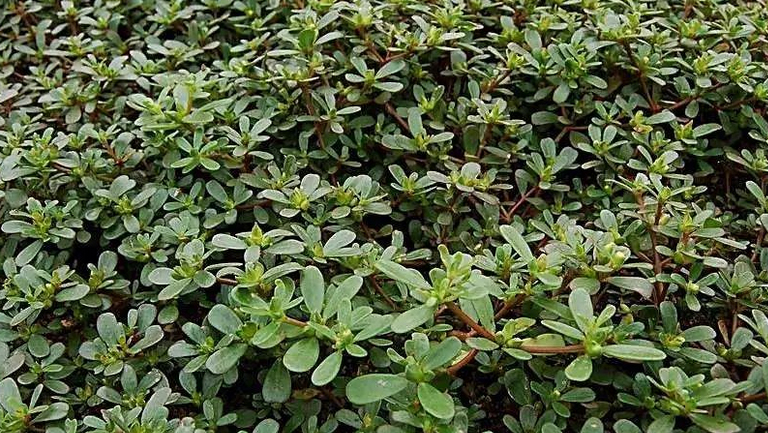 马荠菜