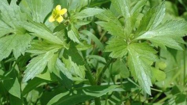 鸭脚节草