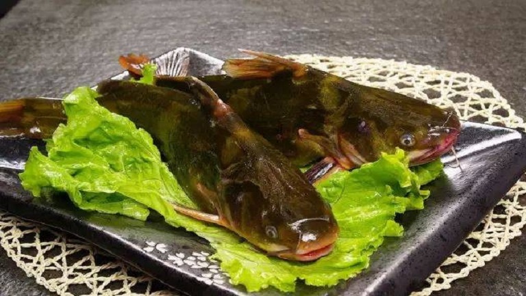 黄刺鱼