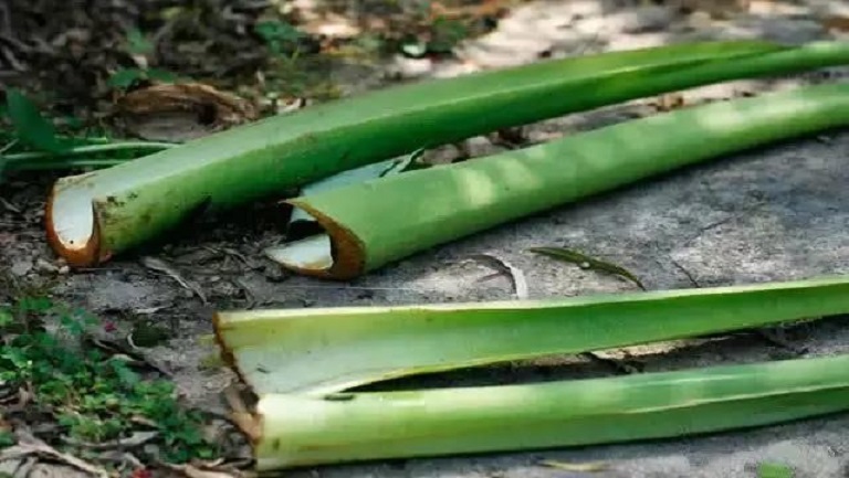 荷梗