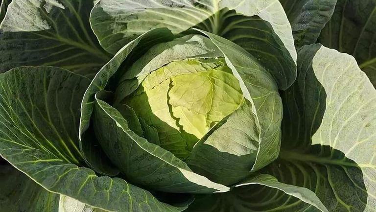 牛心菜